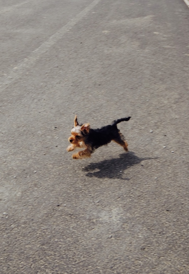 Tubu as a puppy, mid run, all four paws off the ground